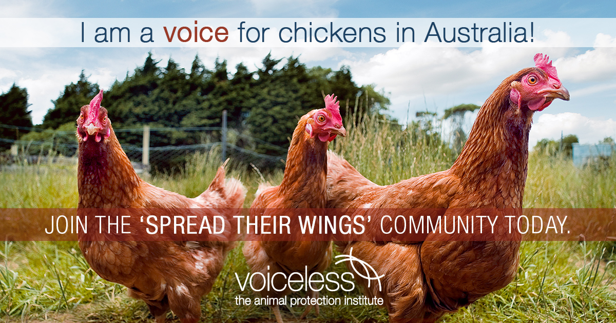I am a voice for chickens in Australia
